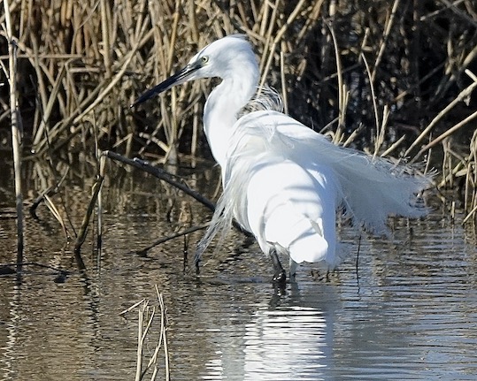 little egret